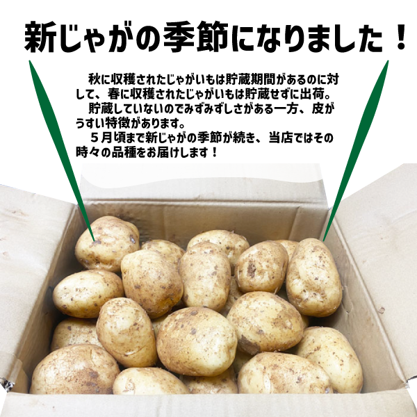 国産 新じゃが 約9kg 3Lサイズ 九州産他 ニシユタカ 新じゃがいも