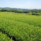 こだわり深蒸し茶100g×2本 お茶 茶葉 お茶の葉 日本茶 緑茶 水出し 静岡茶 カテキン緑茶 深蒸し茶