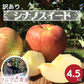 【2023年産予約開始！数量限定！】シナノスイート 訳あり 約4.5kg(11-25玉) やさしい甘さでジューシー！10月中旬頃発送開始予定 #YAS0B045