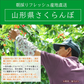 【遅れてゴメン母の日ギフト順次発送】さくらんぼ佐藤錦L玉以上16粒オリジナルギフト箱詰めカーネーション1本と母の日カード付き山形県より直送