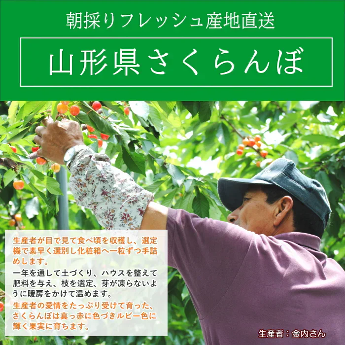 【遅れてゴメン母の日ギフト順次発送】さくらんぼ佐藤錦L玉以上16粒オリジナルギフト箱詰めカーネーション1本と母の日カード付き山形県より直送