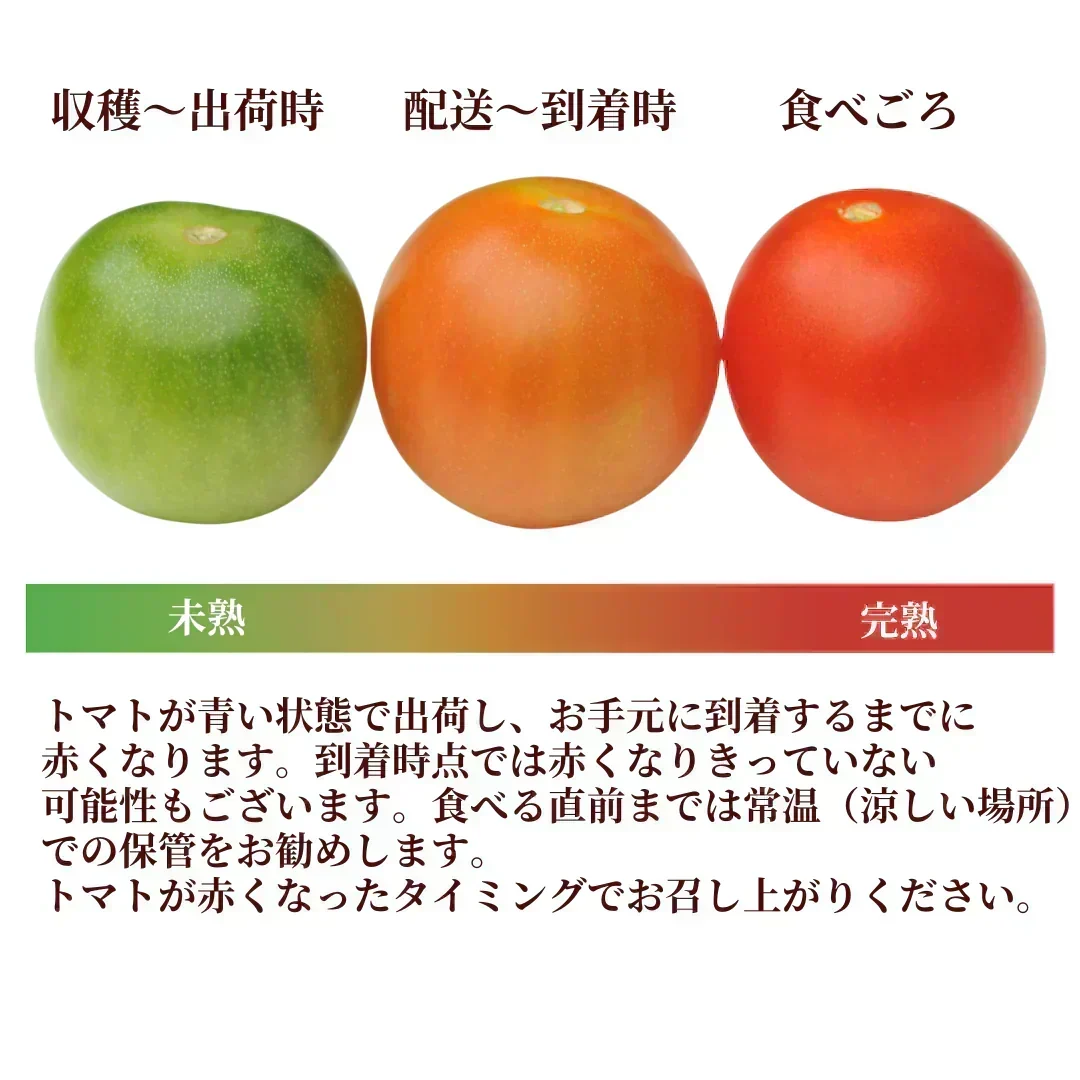 【予約商品・2026年10月初旬ごろ順次発送～2027年2月末までに発送】国産！家計応援価格！規格外品 中～大玉トマト 約500g（最低300g以上）(2玉～6玉) 【カウシェファーム収穫対象商品】