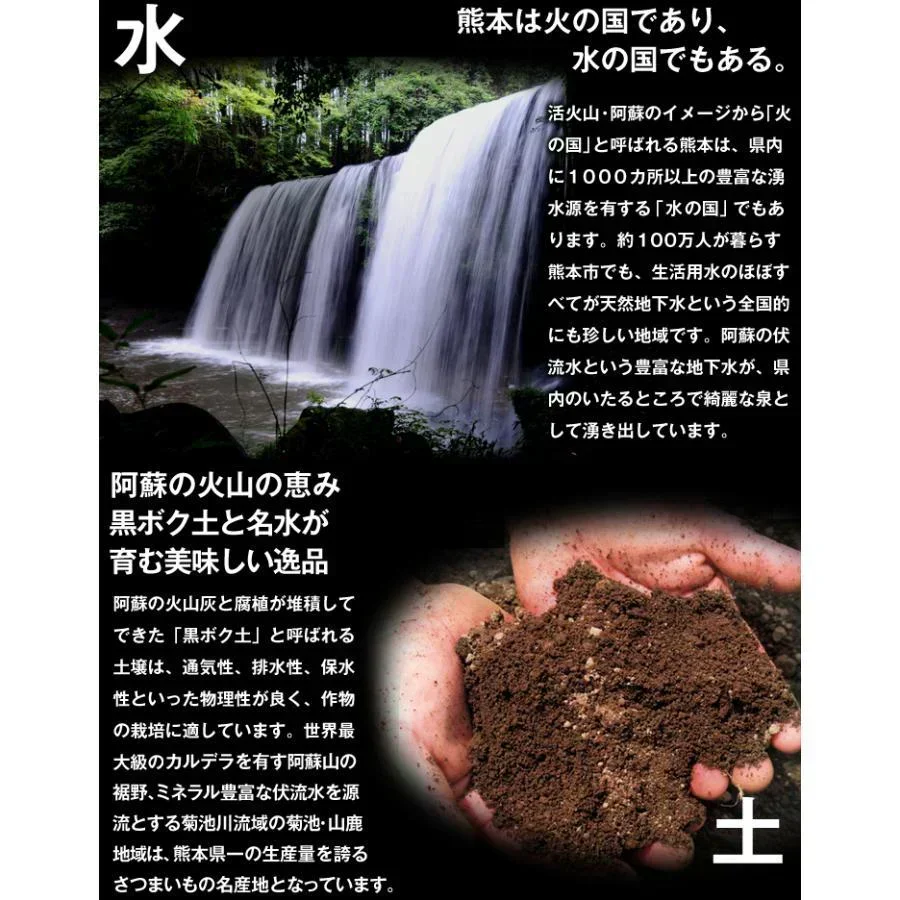 さつまいも 5kg シルクスイート 熊本産 蜜芋【2026年12月上旬より発送予定】