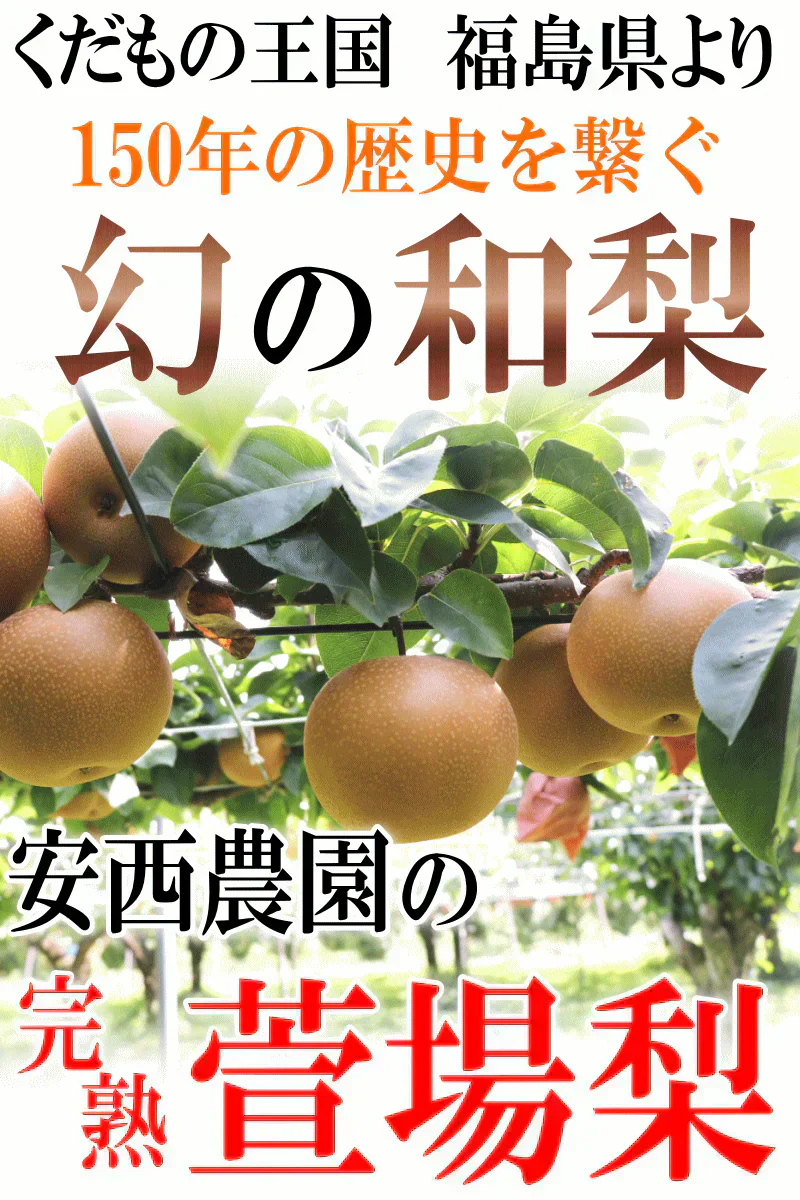 福島県産　梨　なし　5kg箱　★秀品★品種おまかせ