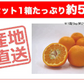 ポンカン 愛媛 箱買い 5kg 送料無料 ご家庭用 サイズミックス みかん 蜜柑 産地直送 愛媛県産 YDF-002