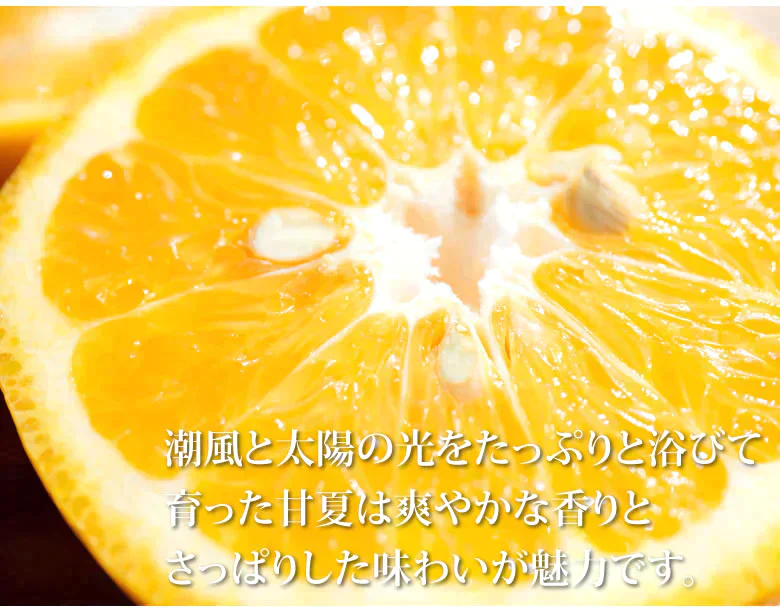 【2月下旬～3月上旬頃より順次出荷】甘夏 みかん 訳あり 10kg 箱込 (内容量9kg+補償500g)  送料無料 サイズ無選別 熊本県産 あまなつ 川野夏橙 蜜柑