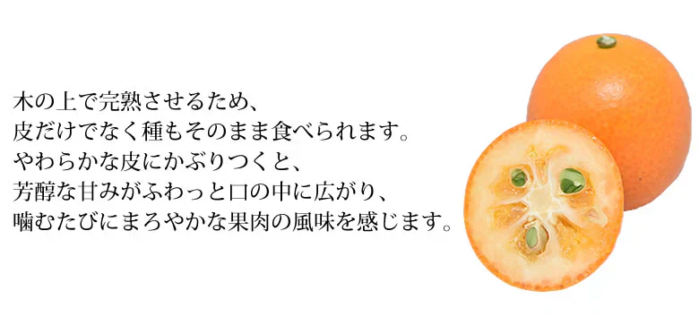 金柑 みかん 完熟フルーツきんかん 送料無料 1kg 熊本県産 ハウス栽培 柑橘