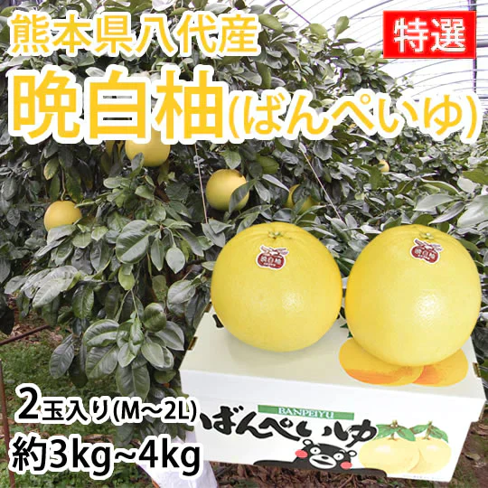 晩白柚 みかん ばんぺいゆ 送料無料 特選 約3kg～4kg 2玉入 M〜2Lサイズ 世界最大級の柑橘 熊本県八代産 蜜柑 ミカン