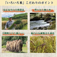 【300g】36種類の古代米ブレンド いろいろ米 送料無料 国産 大分県産 栽培期間中 農薬不使用 無農薬 化学肥料不使用 自然農法 掛け干し米 共生栽培 オーガニック お米 玄米 うるち米 黒米 赤米 緑米 ミックス 混ぜるだけ