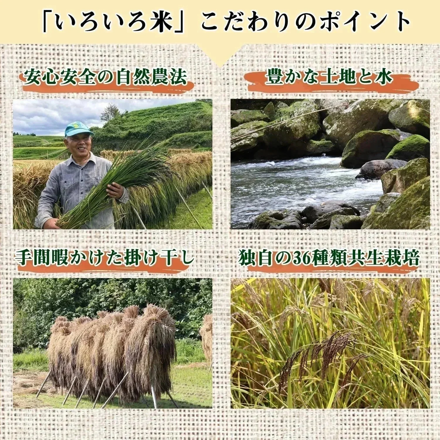 【300g】36種類の古代米ブレンド いろいろ米 送料無料 国産 大分県産 栽培期間中 農薬不使用 無農薬 化学肥料不使用 自然農法 掛け干し米 共生栽培 オーガニック お米 玄米 うるち米 黒米 赤米 緑米 ミックス 混ぜるだけ