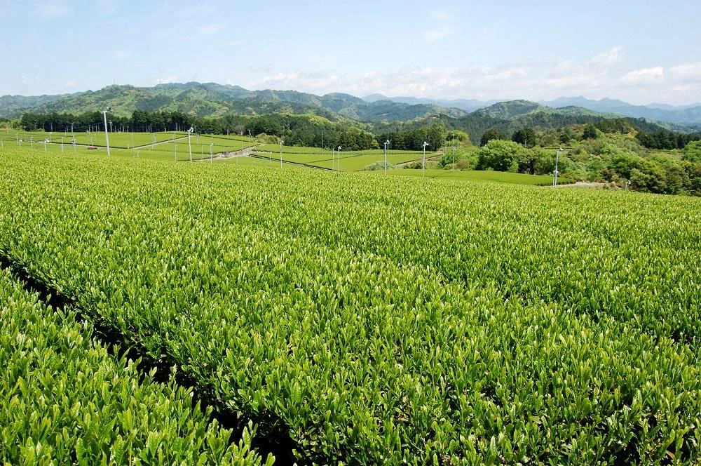 【超得ハイパーSALE】訳あり静岡茶100g×3 茎入茶葉 お茶 お茶の葉 日本茶 緑茶 一番茶 カテキン緑茶 深蒸し茶 お徳用 業務用【エコ得】