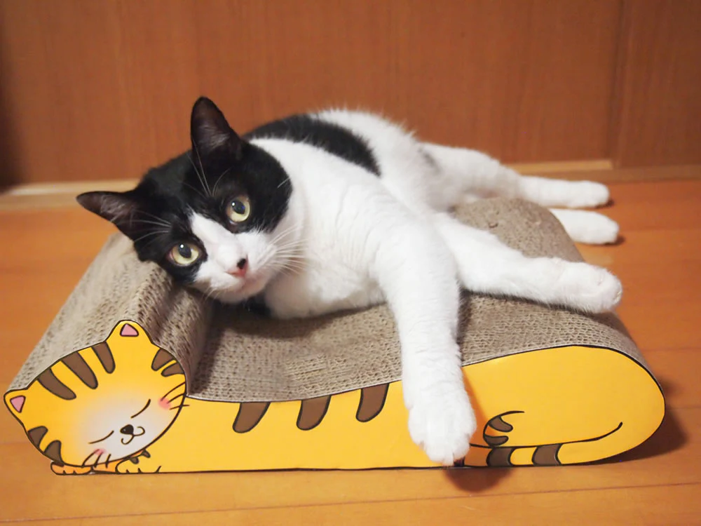 ねこの爪とぎ　居眠りにゃんこ　ミケ◆ 猫 ネコ ねこ にゃんこ 猫用品 ペット ぺっと グッズ 小物 つめとぎ 爪とぎ 爪研ぎ ダンボール 段ボール お洒落 おしゃれ オシャレ 可愛い かわいい カワイイ 猫の日