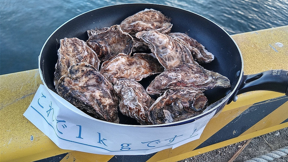 「無選別蒸し缶２ｋｇ」牡蠣ナイフ付き 【約２４粒】  牡蠣 殻付き  宮城県産 無選別牡蠣 カキ 加熱用 松島牡蠣屋 【80】