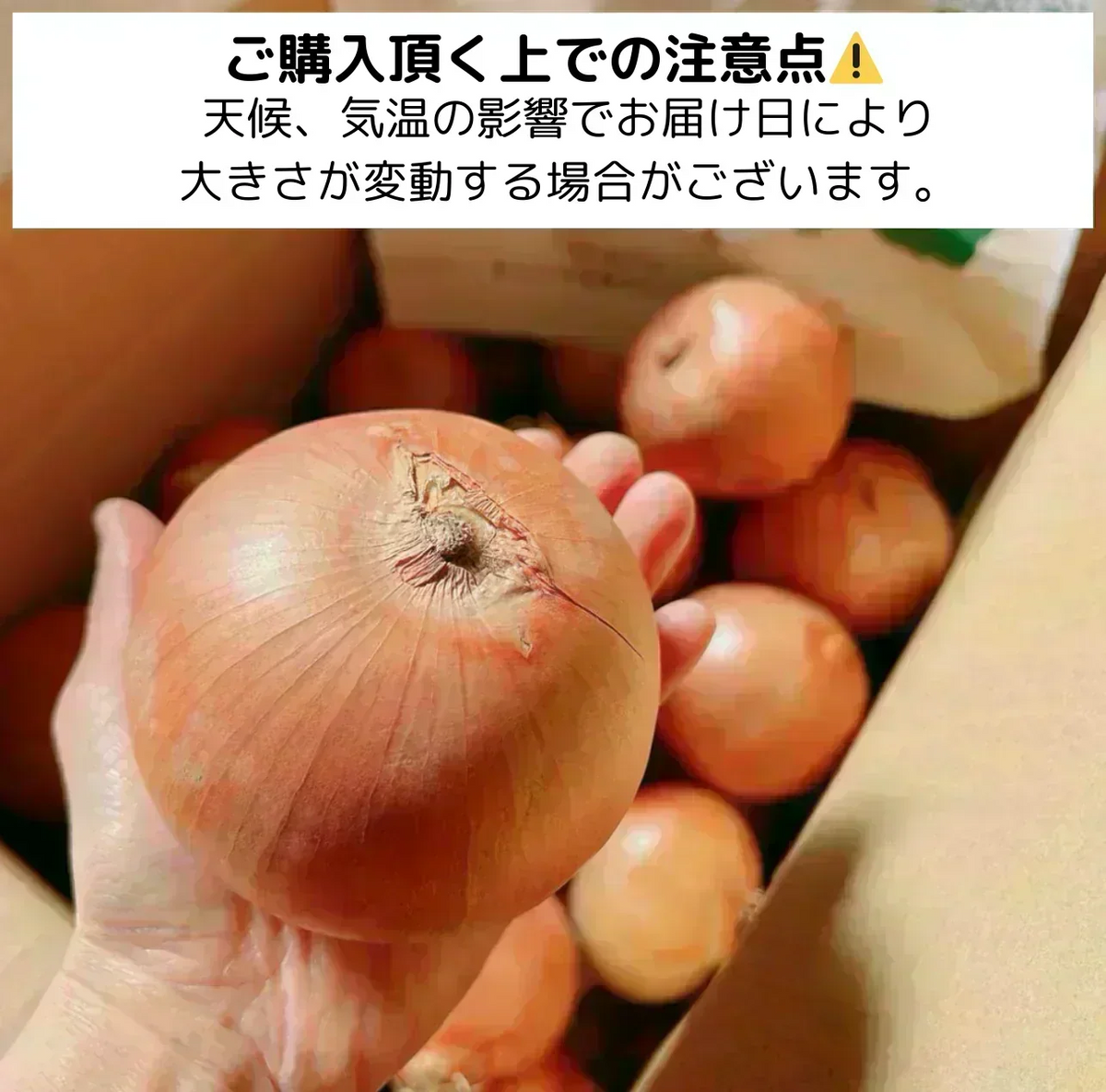 【10営業日以内に発送】有名飲食店やホテルも愛用！ つやつやたまねぎ 約1.6kg（1500-1700gでお届け）玉ねぎ 玉葱 野菜 青果 市場直送【カウシェファーム収穫対象商品】