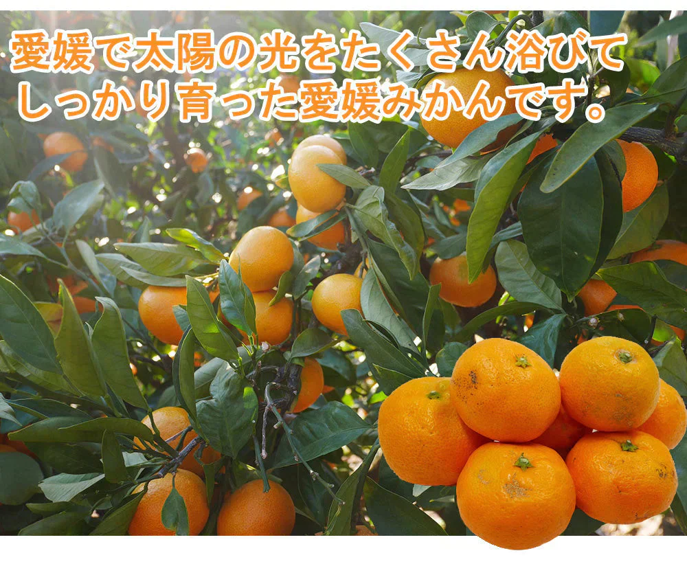 みかん 訳あり 送料無料 5kg B品 愛媛みかん 温州みかん ミカン 蜜柑 安い 甘い 箱買い 産地直送 愛媛県産 YDF-001