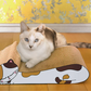 ねこの爪とぎ　居眠りにゃんこ　ミケ◆ 猫 ネコ ねこ にゃんこ 猫用品 ペット ぺっと グッズ 小物 つめとぎ 爪とぎ 爪研ぎ ダンボール 段ボール お洒落 おしゃれ オシャレ 可愛い かわいい カワイイ 猫の日