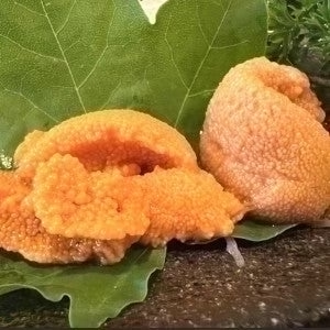 【海鮮福袋】7種以上入り（うに・天然まぐろ・伊勢えび等々）15000円相当