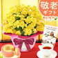 敬老の日 ベゴニア鉢植え5号（黄色）＆ミニ苺バウム 【おいもや】（9/12〜15いずれかに配送） KR