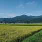 富良野　令和4年産米　山本農園　ゆめぴりか　20kg　特A /栽培期間できるだけ農薬を減らして作ったお米/北海道/お弁当/お米/産地直送/農家直送
