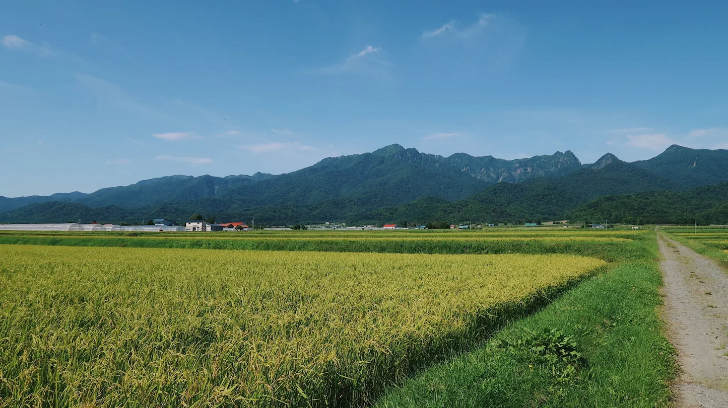 富良野　令和4年産米　山本農園　ゆめぴりか　20kg　特A /栽培期間できるだけ農薬を減らして作ったお米/北海道/お弁当/お米/産地直送/農家直送