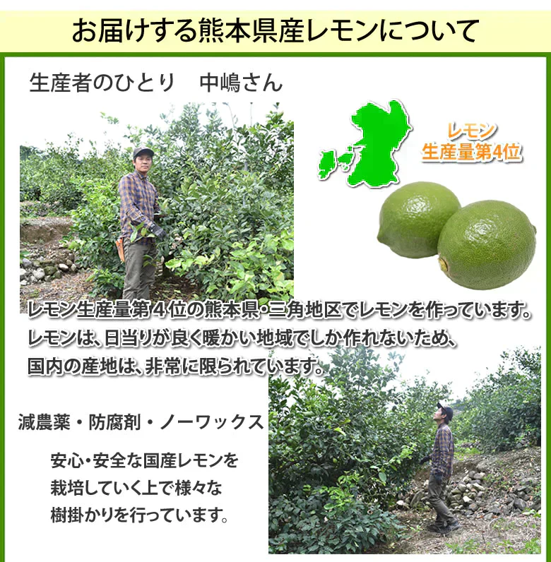 【9月下旬～10月上旬頃より順次出荷】レモン 国産レモン 送料無料 4kg 2S～L  熊本県産 減農薬 防腐剤ワックス不使用 れもん グリーンレモン 国産
