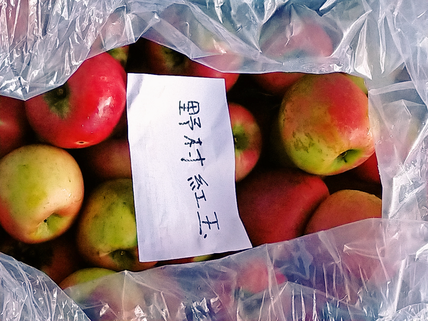 新品種 野村紅玉 やや強めの酸味で美味しい 料理に最適 冷蔵保存で４月下旬まで２．５kg 約１２個 訳あり【6126】