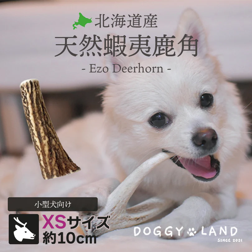 Deerhorn【xsサイズ】 北海道産 鹿角 ペット 犬 おもちゃ 小型犬 プレゼント いたずら防止 おやつ デンタルケア ガム 犬用 鹿の角 天然 無添加 チワワ トイプードル ミニチュアダックス ポメラニアン いぬ イヌ チワワ トイプードル