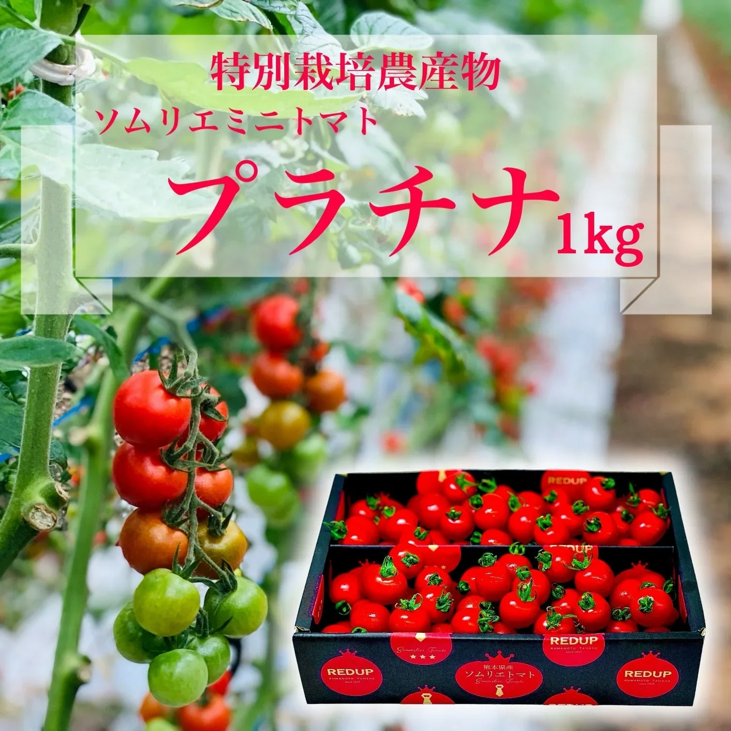 【特別栽培農産物】ソムリエミニトマト　プラチナ　１ｋｇ（約６０～９０玉）