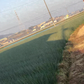 【訳あり】(塩栽培)淡路島産ソルティ玉ねぎ10キロ　美味しいさ甘さグー