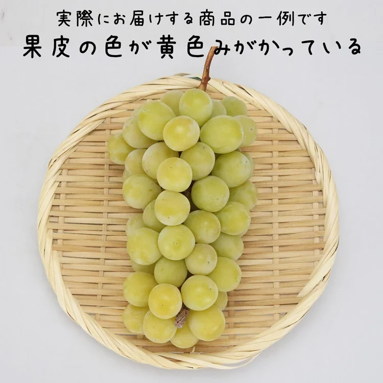 訳あり シャインマスカット 約1kg(2～3房) ご家庭用 お徳用 自宅用 お買い得 ぶどう 産地厳選 ブドウ 種無し 冷蔵便