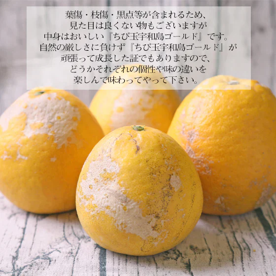ちび玉 宇和島ゴールド　2kg ※2箱購入頂くと1箱おまけがついて合計3箱でお届け致します！（fちびゴ 02）（葉傷・枝傷・黒点のあるものが含まれます）（愛媛県産）（送料無料）河内晩柑 美生柑 愛南ゴールド 夏文旦 みかん
