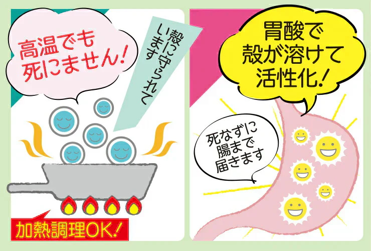水溶性食物繊維＋生きてる乳酸菌パウダー500g／女王様のおすすめ！すごい食物せんい／芽胞乳酸菌までとれちゃいます。ぷるるん姫
