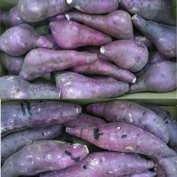 訳あり 紅はるか 箱込5キロ(4.5kg+保証分500g) 新物 サイズおまかせ さつまいも 蜜芋 80サイズ　熊本産 送料無料