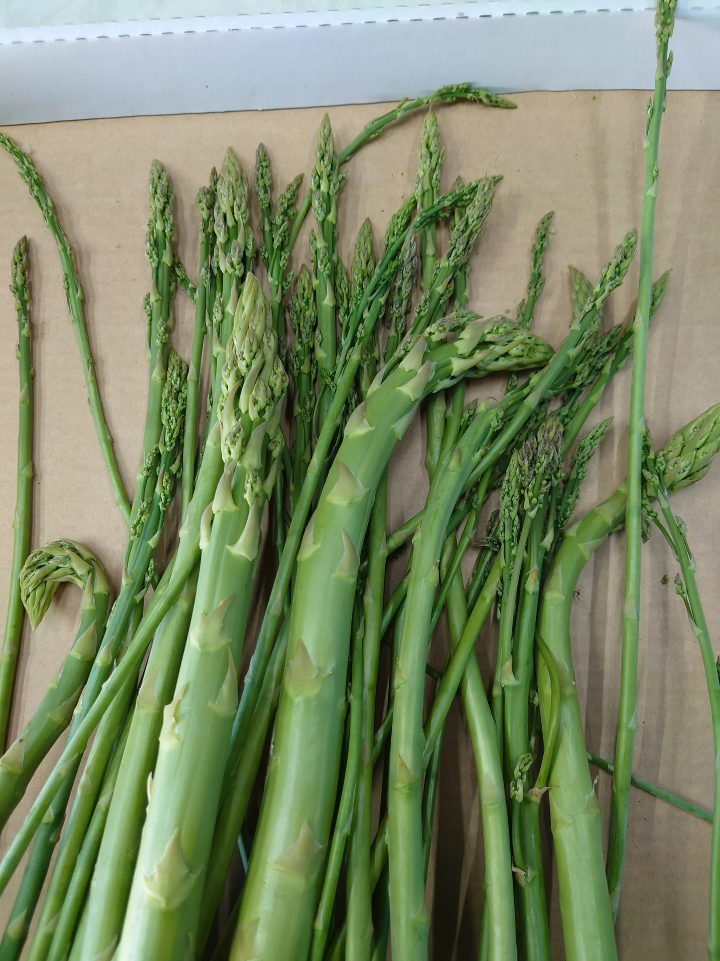 北海道富良野産 -アスパラガスの規格外品＆端材-（1kg） 野菜 / 新鮮 / 産地直送 / 訳あり / ワケあり / おかず /全国送料無料