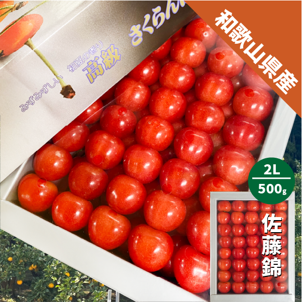 和歌山県産 佐藤錦 約500g 化粧箱入り 2L 和歌山 さくらんぼ ギフト 贈答