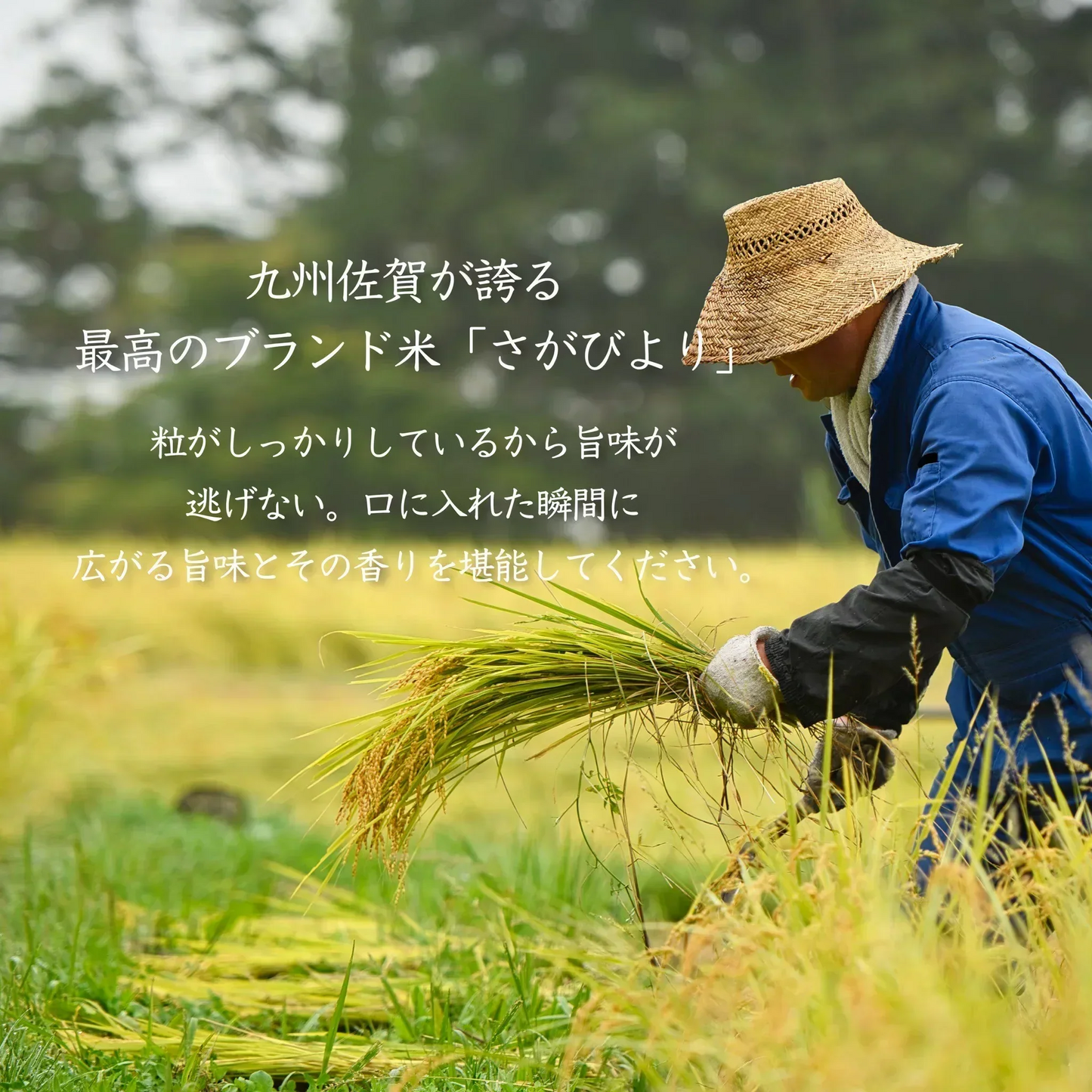 【お届けまで約3週間】《佐賀県産 さがびより》 225g 1.5合 16年連続食味特A受賞品種 お試し お米【カウシェファーム収穫対象商品】