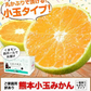 小玉 みかん 送料無料 訳あり みかん 小粒 1.5kg 家庭用 箱買い 果物 小粒 熊本 極早生 柑橘 九州 訳アリ だけど 小玉 で 甘い 蜜柑 わけあり 《9月末-10月下旬頃より発送予定》