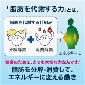 【賞味期限切れ】花王 ヘルシアウォーター グレープフルーツ味 500ml×24個 賞味期限：2023年11月19日