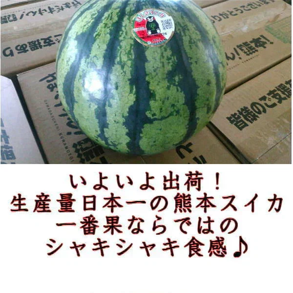 【6月上旬～7月上旬発送予定】超大玉すいか　訳あり　8キロオーバー　大玉限定！　スイカ　すいか　西瓜　熊本産　1玉入り