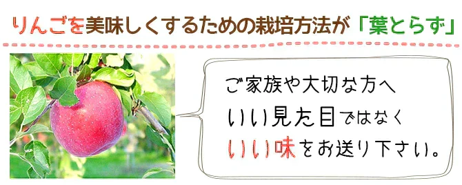 【 予約受付中 】青森県産 訳あり 葉とらず 王林 りんご 約5kg ※11月上旬頃から予約順発送※