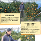 せとか みかん 送料無料 ハウス栽培 秀品 2kg 希少品種 熊本県産 蜜柑 清見 アンコール マーコット