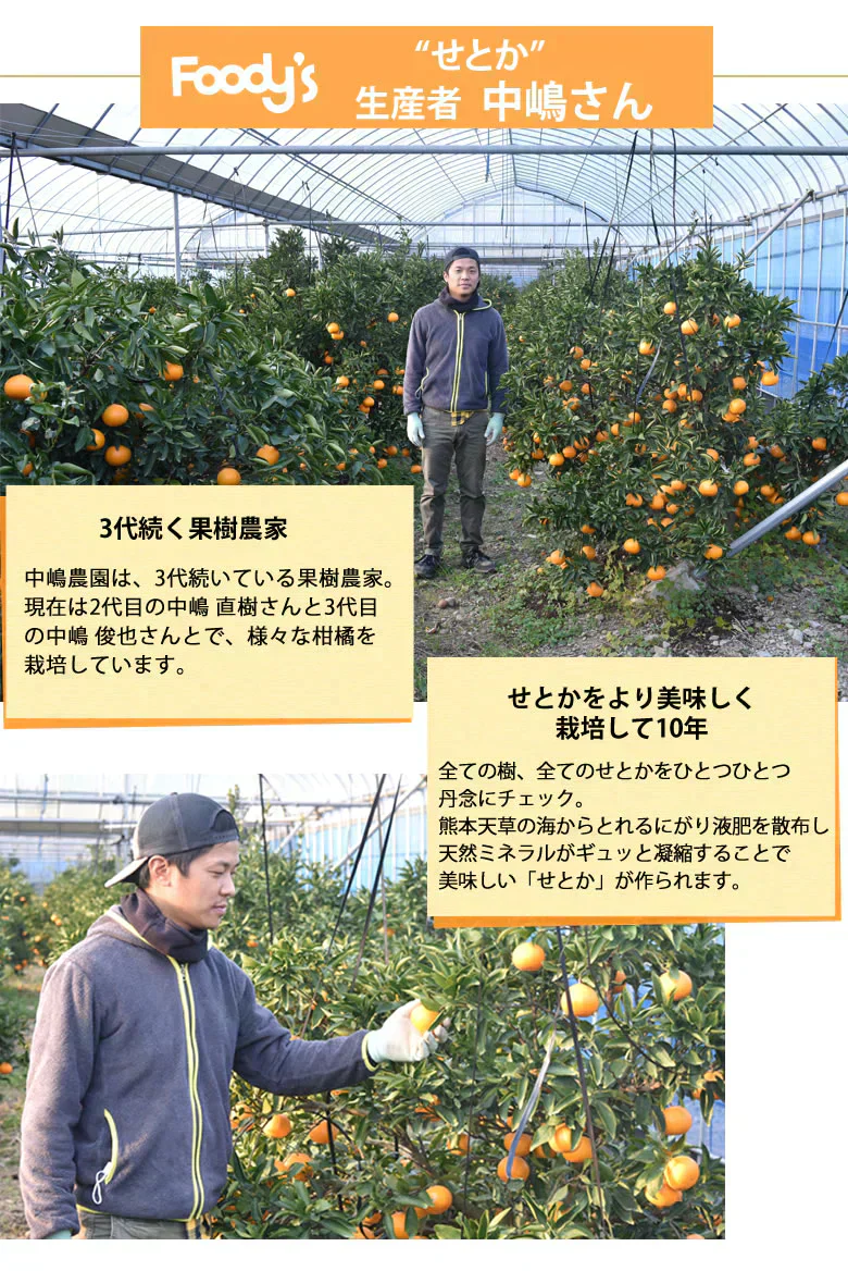 せとか みかん 送料無料 ハウス栽培 秀品 2kg 希少品種 熊本県産 蜜柑 清見 アンコール マーコット