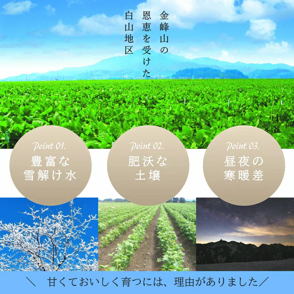 【8月中旬～9月上旬頃発送】白山 だだちゃ豆 1kg 枝豆 えだまめ まめ マメ 生豆
