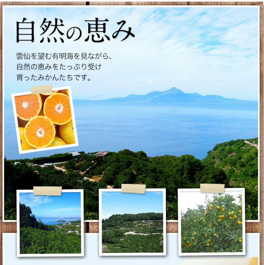 産地直送 熊本県産 みかん 訳あり 送料無料 熊本ミカン 大玉 小玉 不選別 規格外 果物 柑橘 九州 訳アリ 蜜柑 みかん 3-7営業日以内に発送予定（土日祝除く）