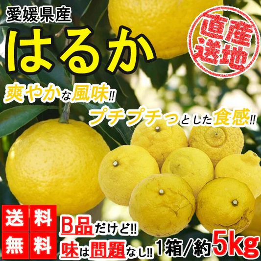 はるか みかん 訳あり 5kg 送料無料 ご家庭用 箱買い B品 サイズミックス 柑橘 フルーツ 産地直送 愛媛県産 YDF-005