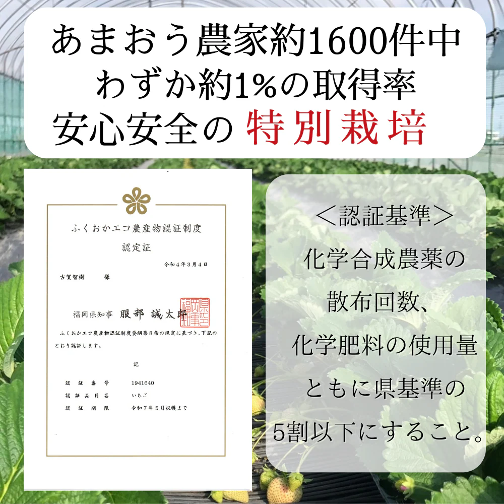 福岡特別栽培認定品！訳あり！冷凍あまおういちご　2ｋｇセット（1000ｇ×2ｐ）】イチゴ ギフト 送料無料 あまおう　業務用 冷凍 いちご　デザート　スイーツ お取り寄せ お取り寄せグルメ 北海道と沖縄を除き 【送料無料】