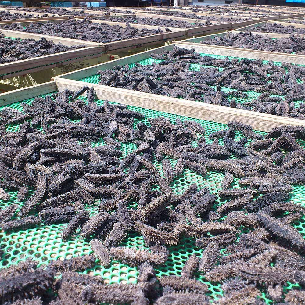 北海道産 干しなまこ 簡易包装 100g 国産 高品質【送料込み】