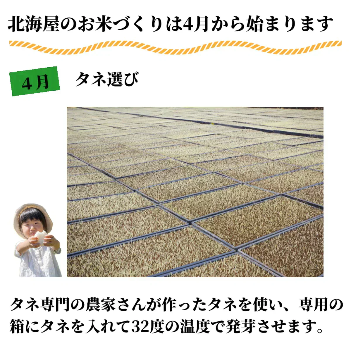 数量限定【最安値挑戦】北海道産 ななつぼし 5kg 米 白米 精米 お米 5キロ 国産 美味しい米 北海道のお米 こだわり製法 定温保管 低温精米 国産米 おいしいお米 お取り寄せグルメ 美味しい おいしい  北海屋  紋別 お米ギフト