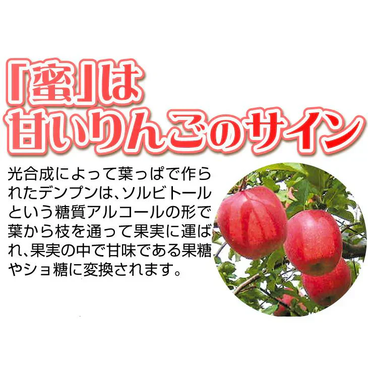 りんご 蜜入りサンふじ 山形産 5kg （発送予定：12月上旬より）