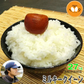 米 長野県飯綱産 ミルキークイーン 白米 27kg 令和7年産 YOU優FARM